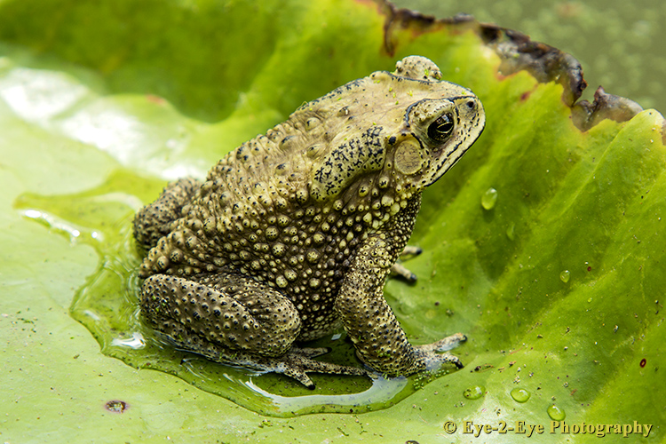 Toad