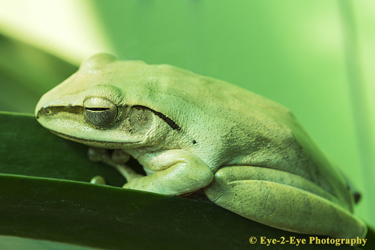 GREEN TREE FROG