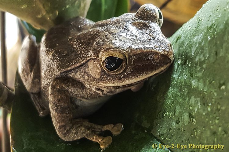 TREE FROG