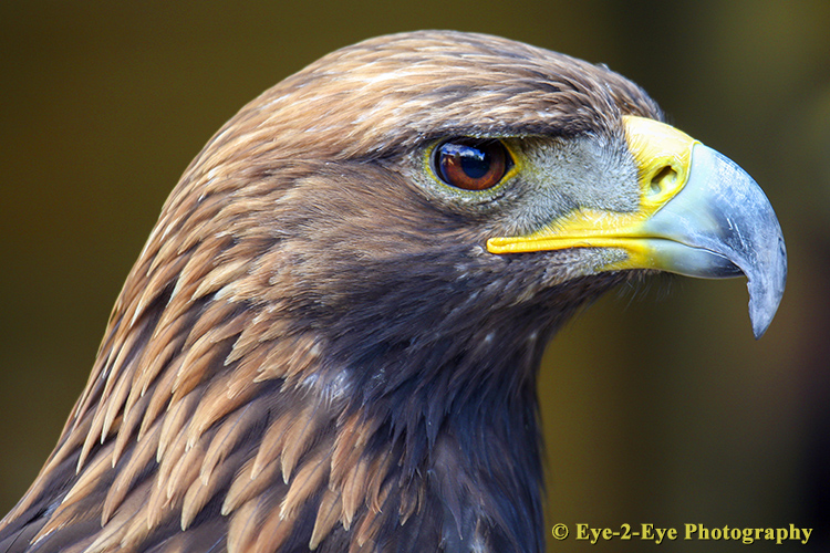 Golden Eagle