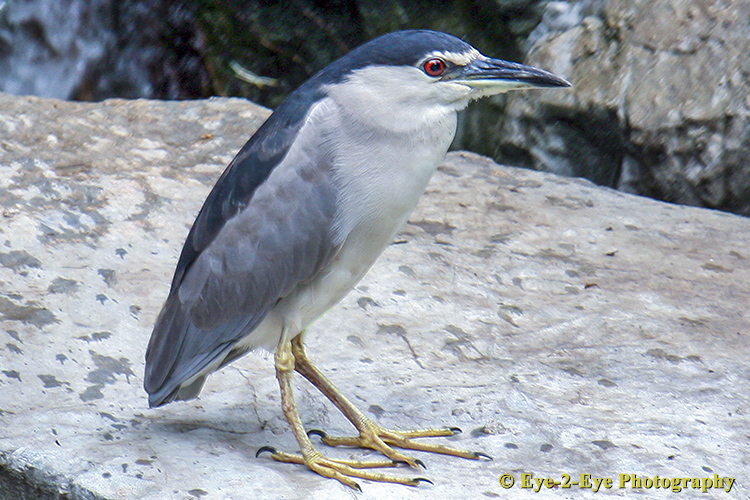 Black Capped Heron