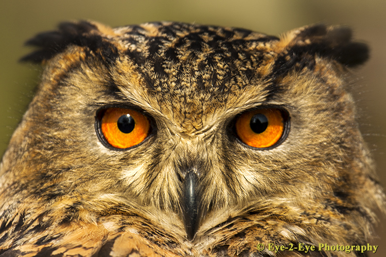 Eagle Owl