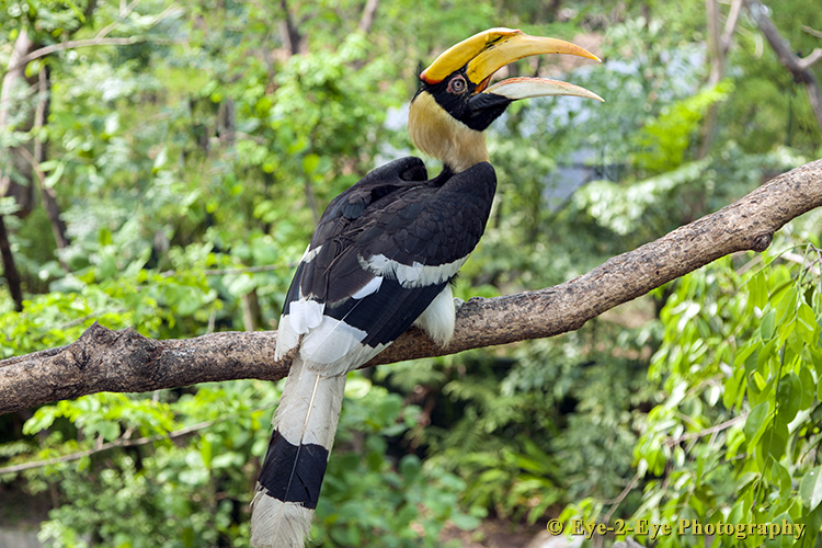 Rhinoceros Hornbill