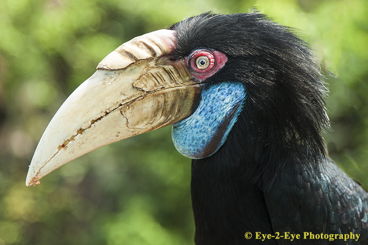 Hornbill