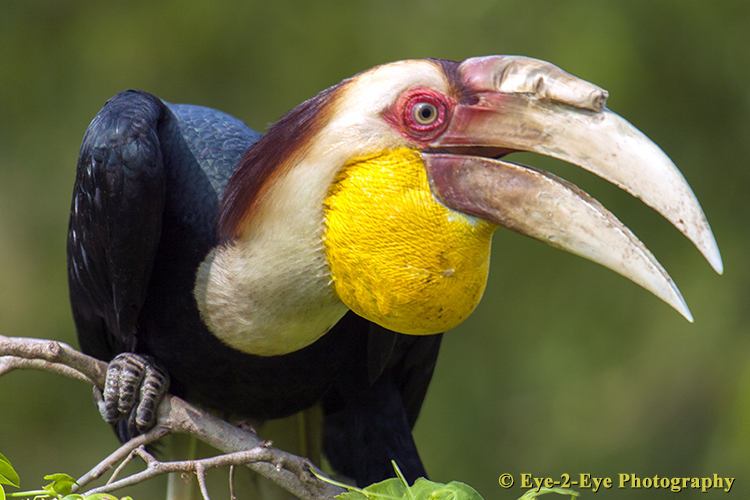Hornbill