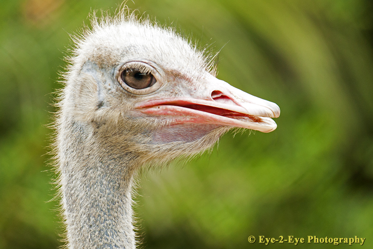 Ostrich