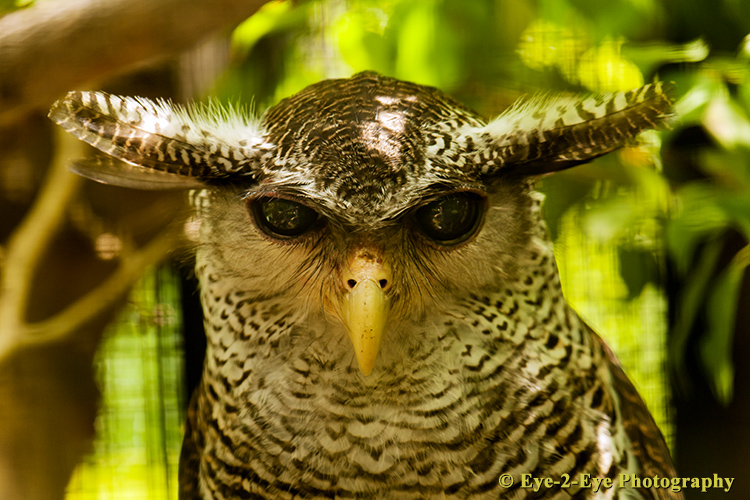 Eagle Owl