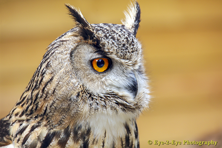 Eagle Owl