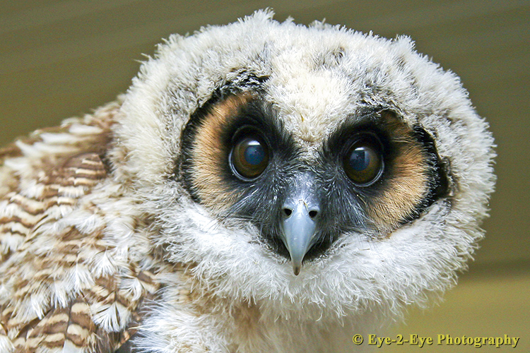 Young Owl