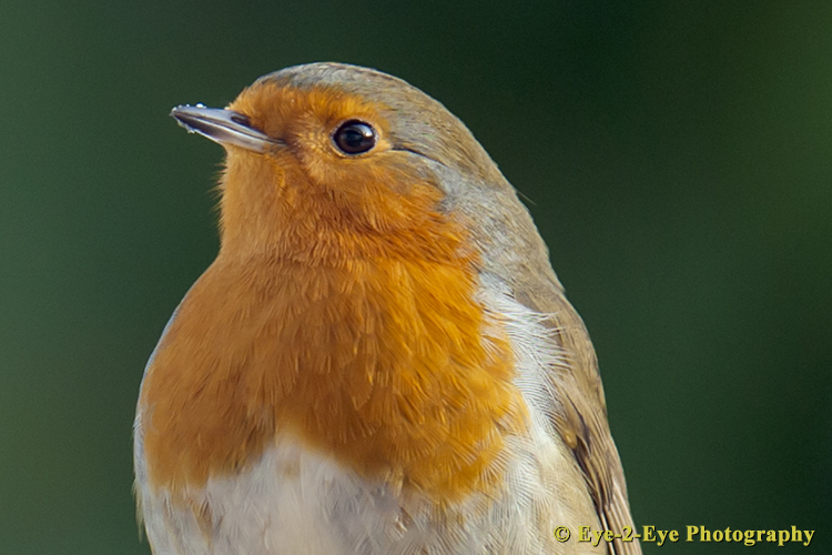 Robin