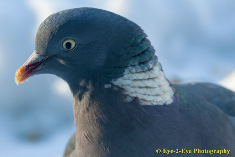 Wood Pigeon