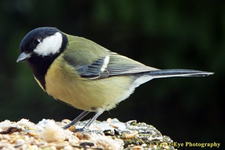 Great Tit