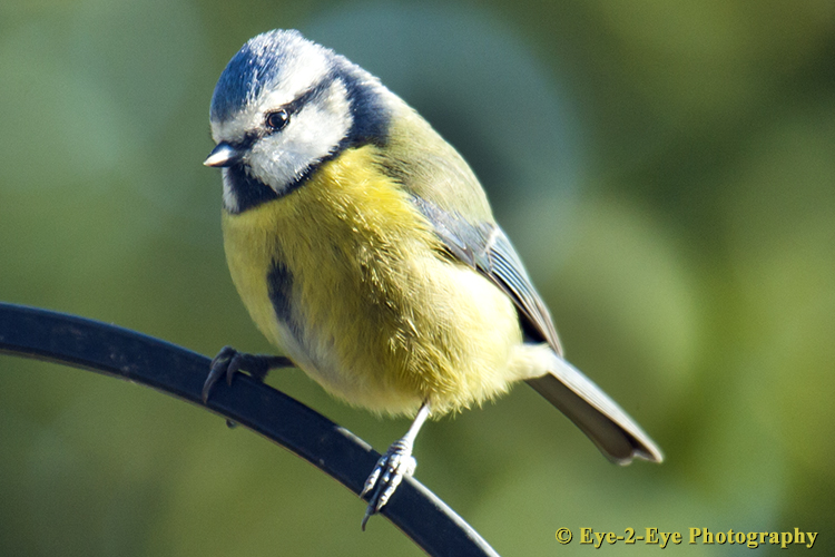 Blue Tit