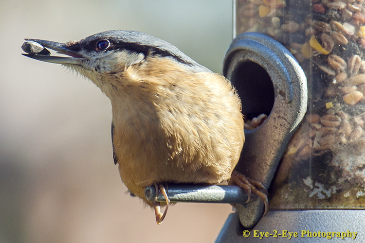 Nut Hatch