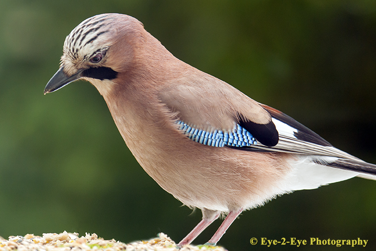 Jay