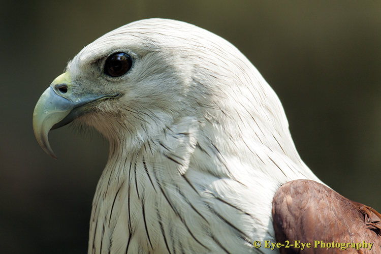 Sea Eagle