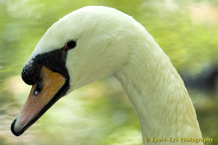 White Swan