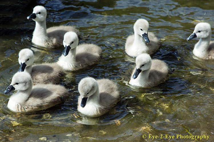 Cygnets