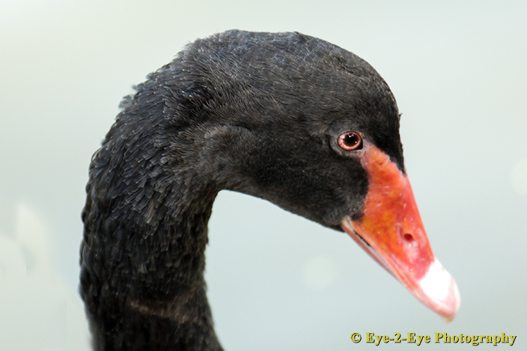 Black Swan