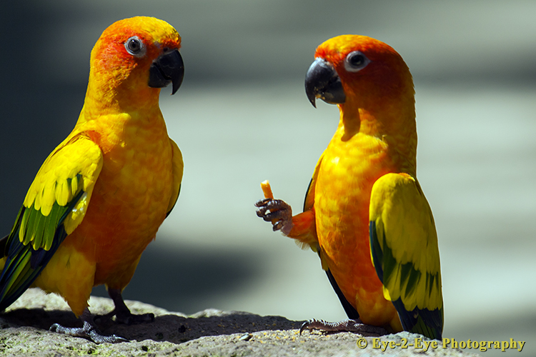 Sun Conure