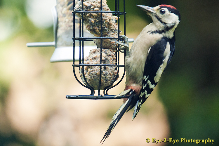 Great Spotted Woodpecker