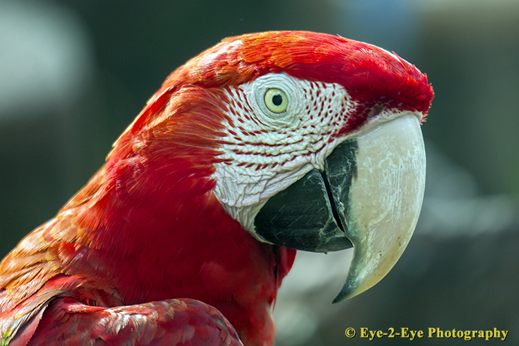 Red Macaw