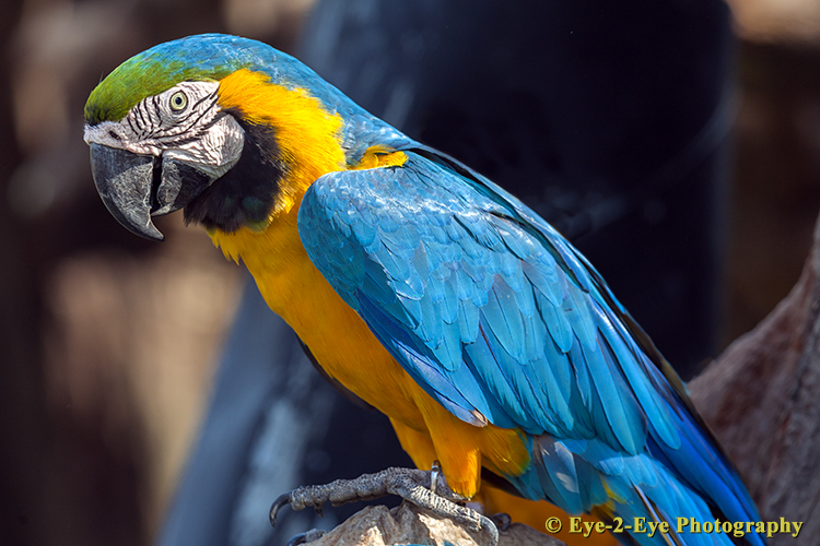 Blue Macaw