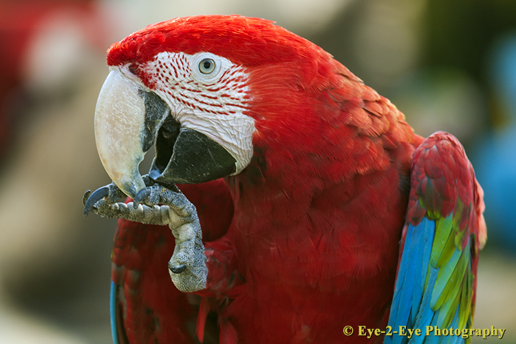 Red Macaw