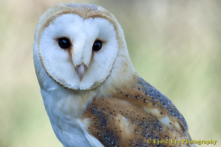 Barn Owl