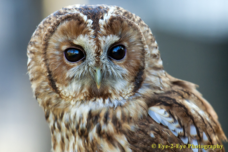 Tawny Owl