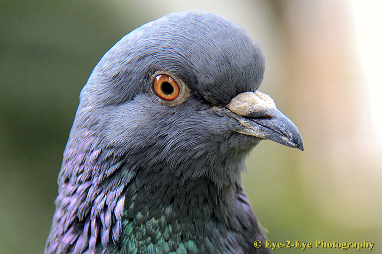 Common Pigeon