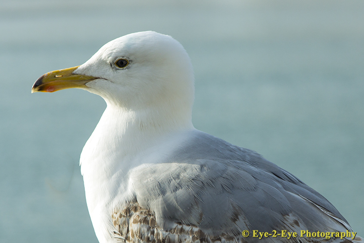 Herring Gull