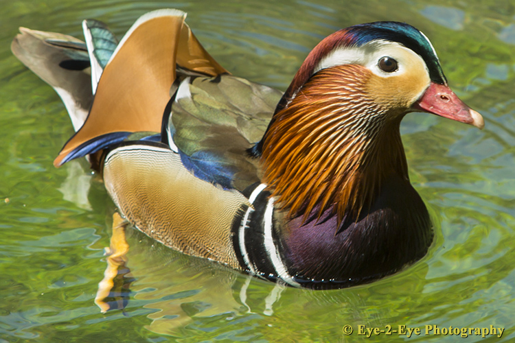 Male Mandarine Duck