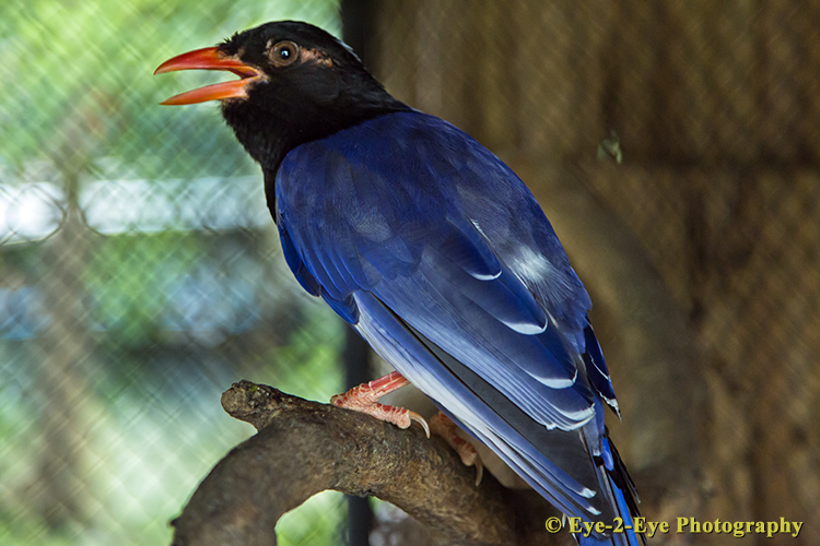 Blue Magpie
