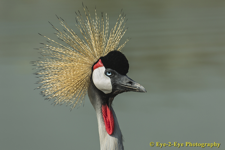 Crowned Crain