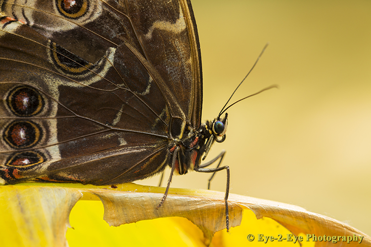 Butterfly - Morpho didus
