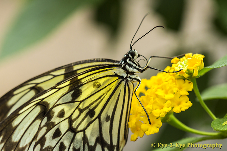 Butterfly - Great Tree Nymph