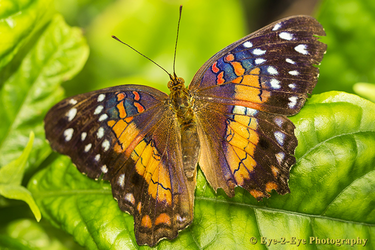 Butterfly - Scatlet Peacock