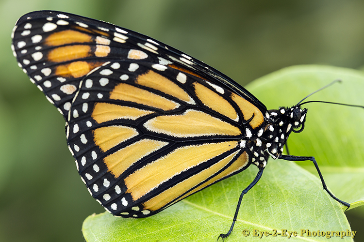 Butterfly - Monach