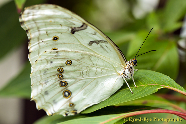 Butterfly - White Morphs