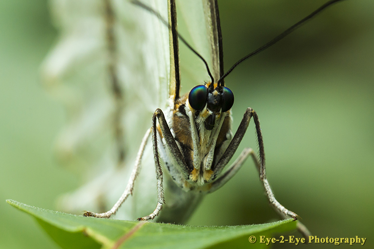 Butterfly - White Morphs