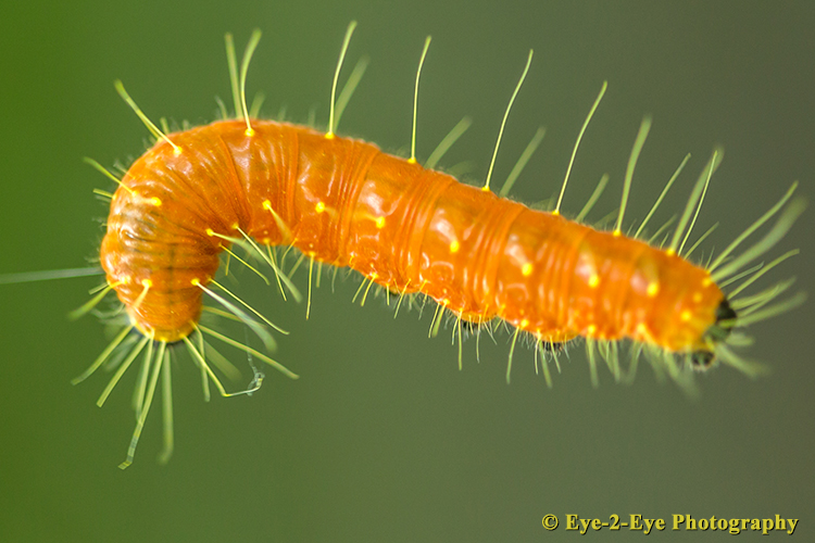 Caterpillar