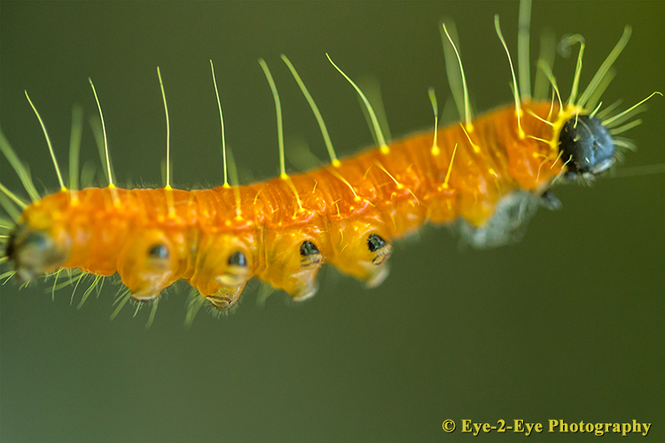 Caterpillar