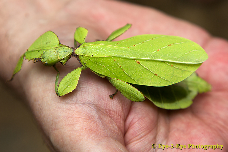 Leaf Insect