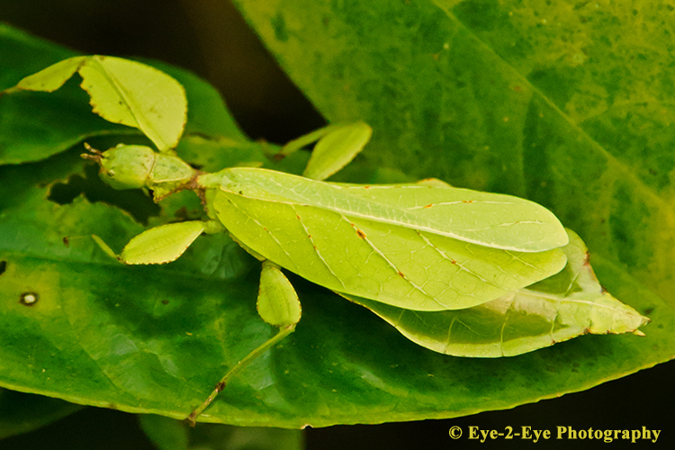 Leaf Insect