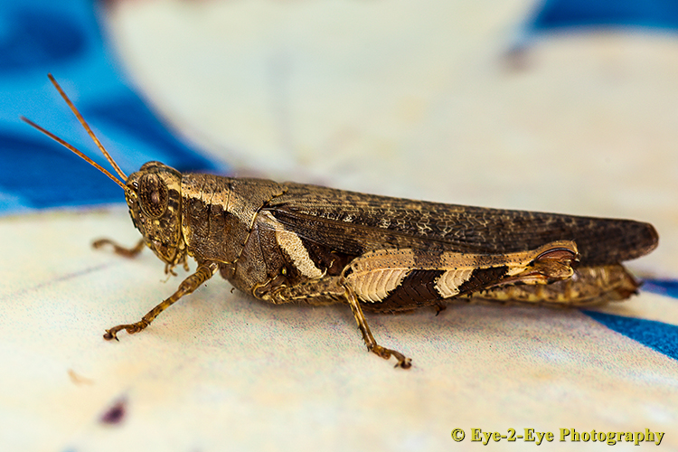 Cricket