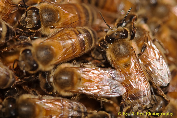Bees
