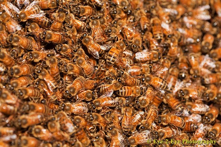 Bees