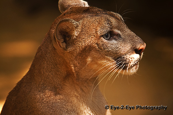 Puma - Young Female