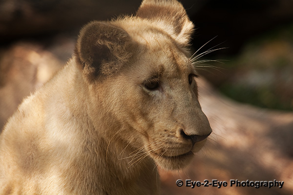 White Lion Cub